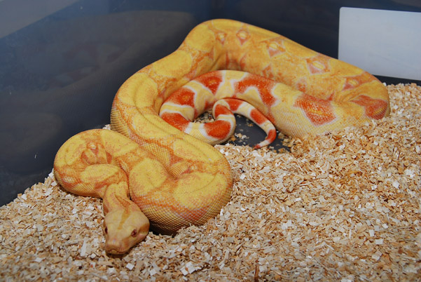 Lovell Kahl Albino male