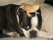 Spanky and Bumpy