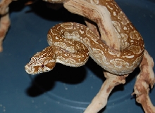 T  Argentine Female