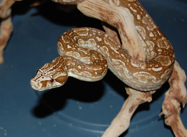 T  Argentine Female