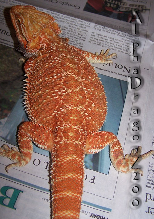 Ares X Kalee X Extreme Red