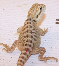 Recessive Leatherback X American Smoothie