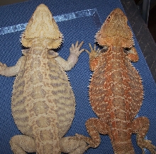 American Smoothies vs. Italian Leatherback