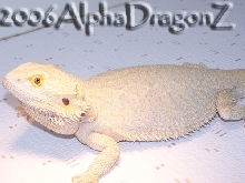 Marketed Leucistic
