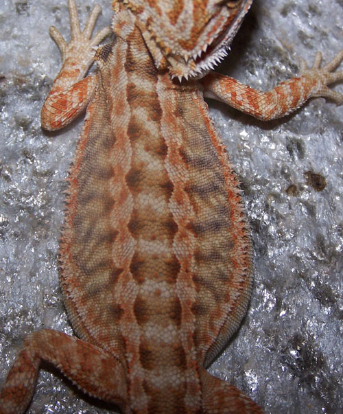 Double Het Codominant American Smoothie Closeup