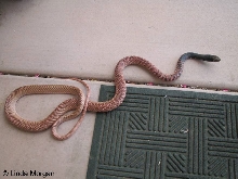 Masticophis flagellum piceus - Red Coachwhip