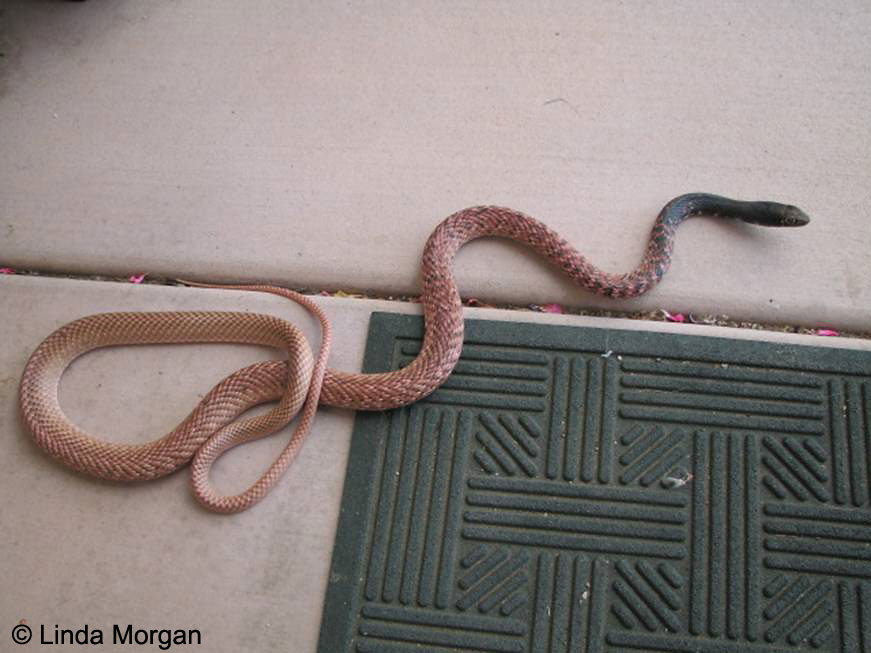 Masticophis flagellum piceus - Red Coachwhip