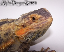 purple translucent female