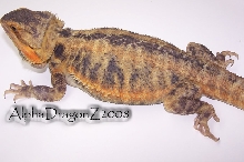 Purple translucent female body