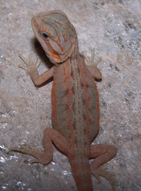 Red Hypotrans 5 days old