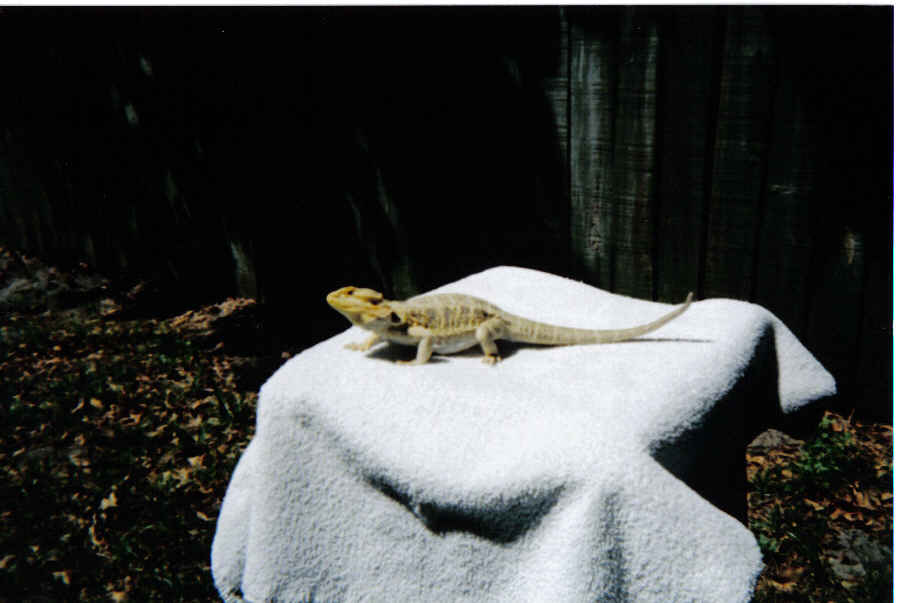 Out Sunnin'