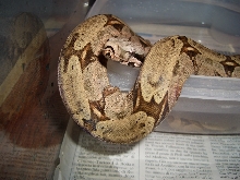 miller's south brazilian amarali