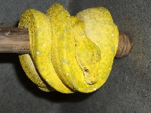 biak