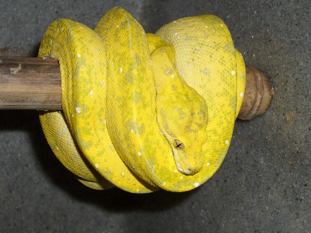 biak