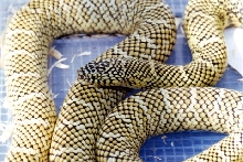 hypo het