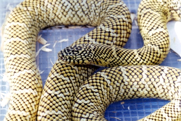 hypo het