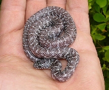 Ghost hatchling