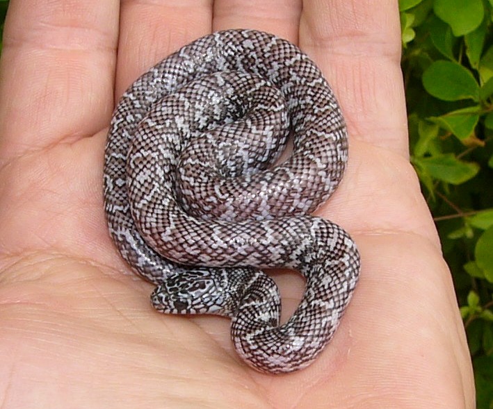 Ghost hatchling