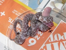 Ghost eating
