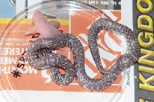 Ghost eating two pinks