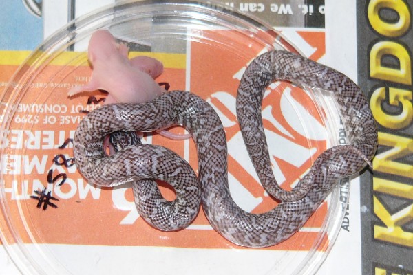 Ghost eating two pinks