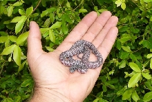 Ghost hatchling 2