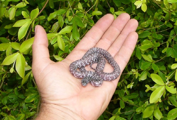 Ghost hatchling 2