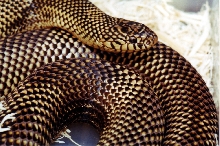 Goini