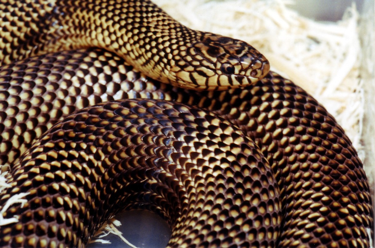 Goini