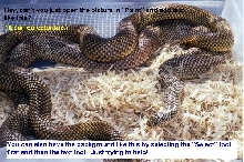 Text on pic example