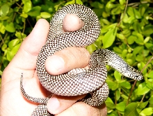 Handsome Goini