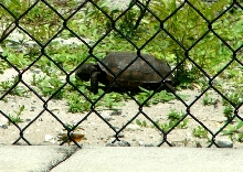 Gopher tortoise