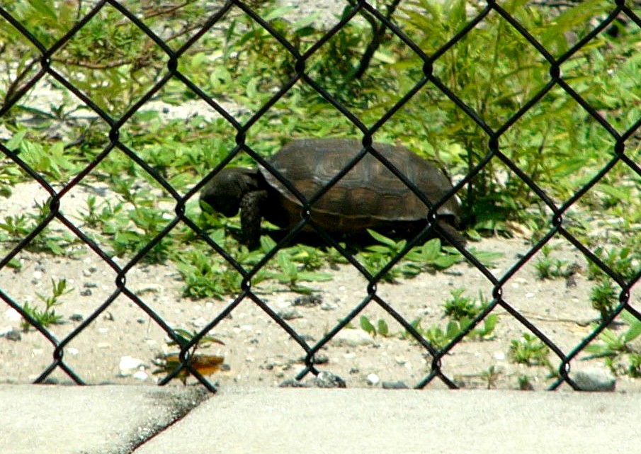 Gopher tortoise