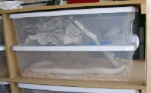 Happy snakes 04