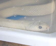 Leucistic Rat