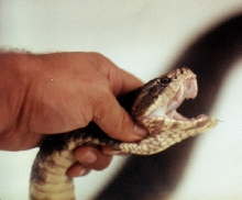 Cottonmouth Moccasin