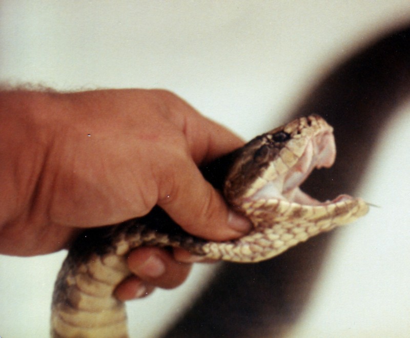 Cottonmouth Moccasin