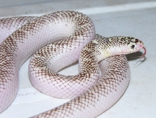 Whiteside dec