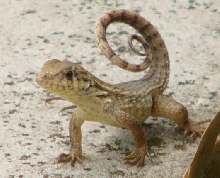 Curly tail