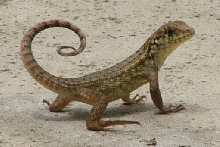 Curly tail 02