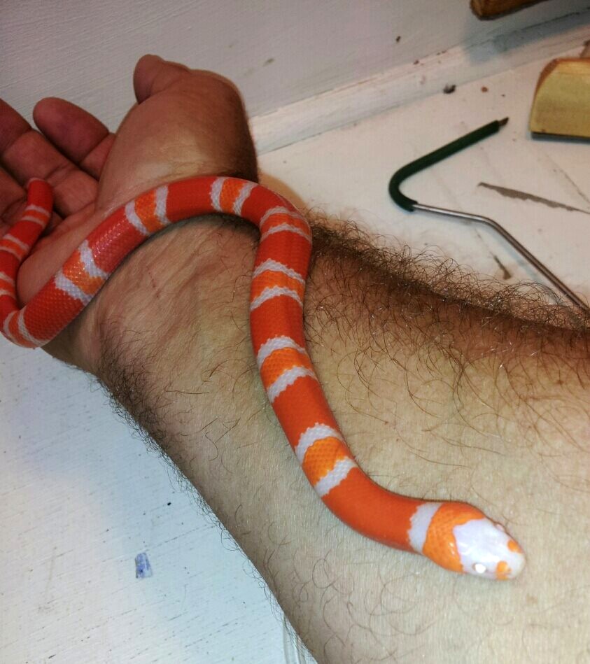 Albino Tangerine Honduran Milk Snake