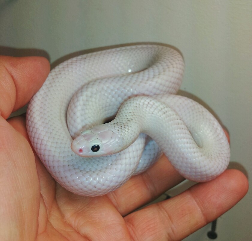 Whitesided Ghost Brooks