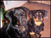 Brandy & Hooch 11-01