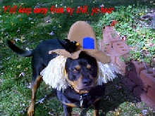 Hooch's Holloween