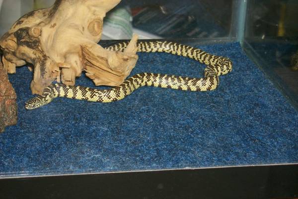 Baby Florida King