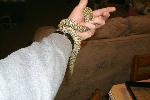 Rufus-Florida King