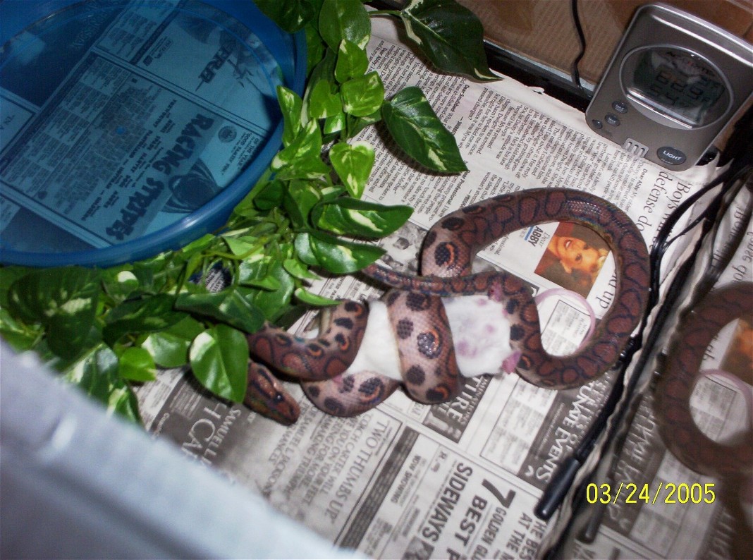 LethalWeapon's BRB feeding on live adult mouse.