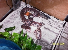 Mouse munch.