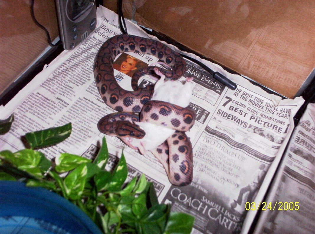 Mouse munch.