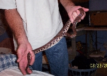 "A Boa in the hand is worth two in the bush."